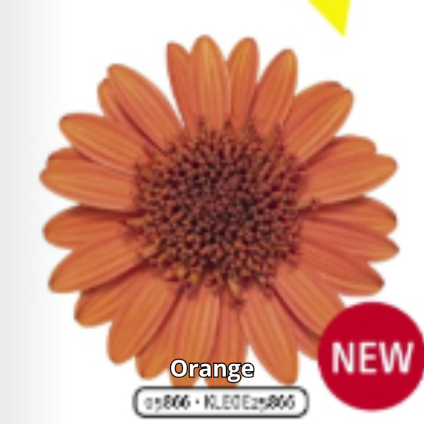 Osteospermum 3D - Imagen 5