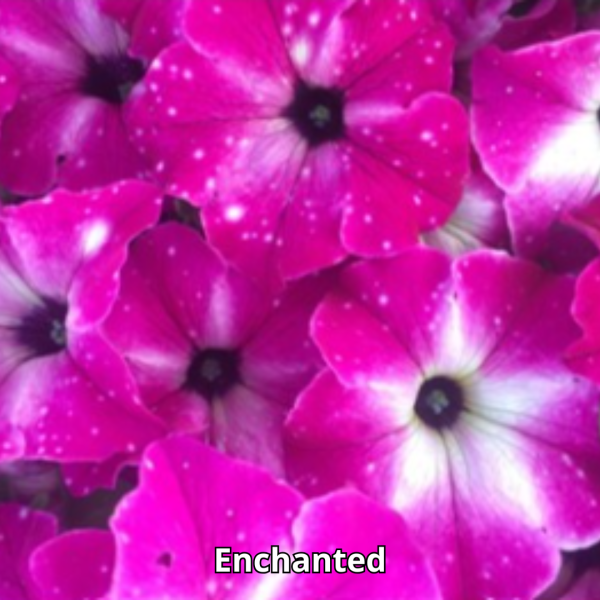 Petunia Sky - Imagen 9