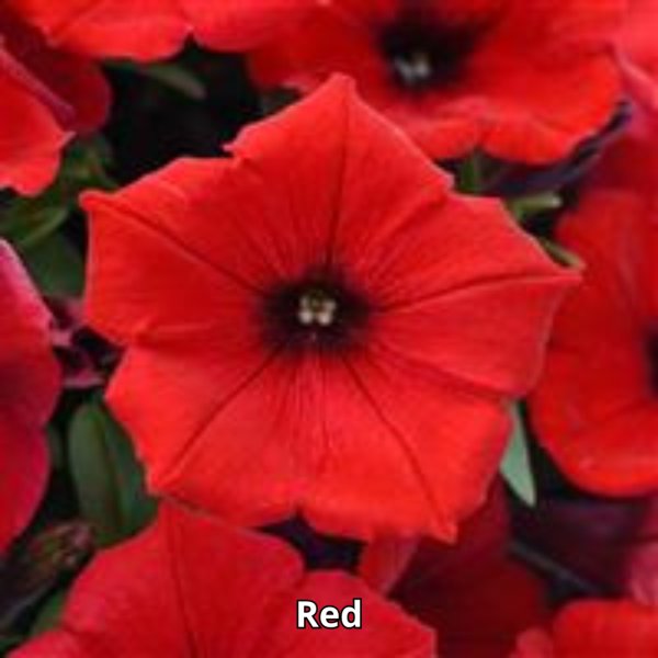 Petunia Sureshot - Imagen 3