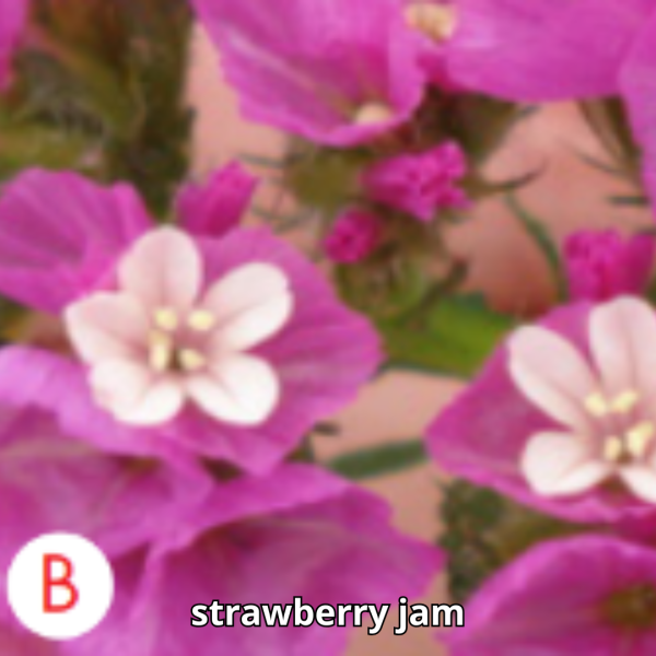 Limonium Tc - Imagen 2
