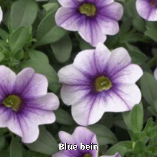 Calibrachoa MiniFamous Uno - Imagen 2
