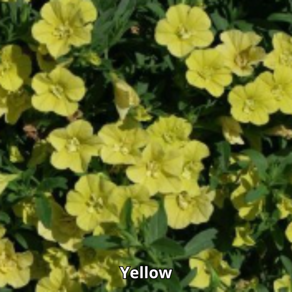 Calibrachoa MiniFamous Neo Double - Imagen 2