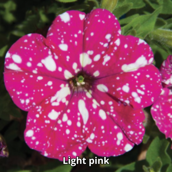 Petunia Sky - Imagen 3