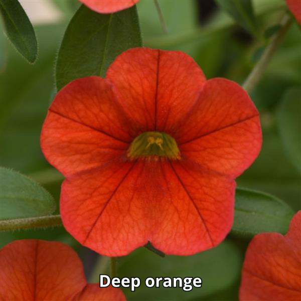 Calibrachoa MiniFamous Neo - Imagen 3