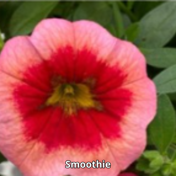 Calibrachoa Neo Simple - Imagen 2