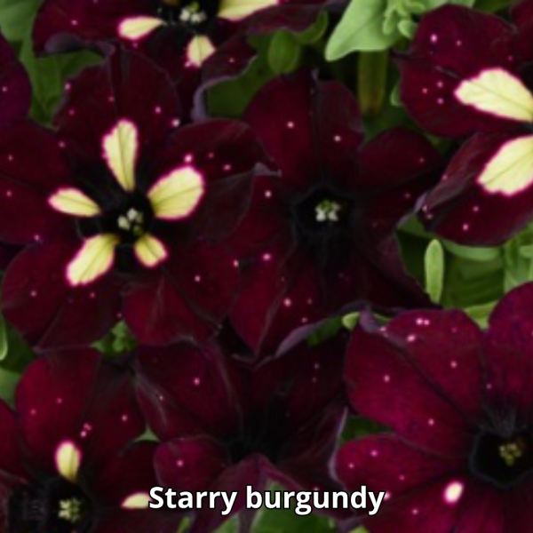 Petunia Sky - Imagen 10