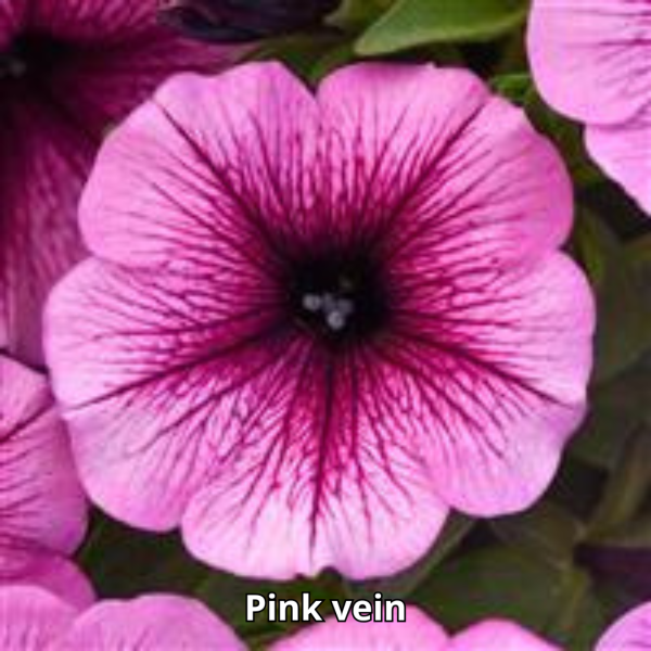Petunia Sureshot - Imagen 4