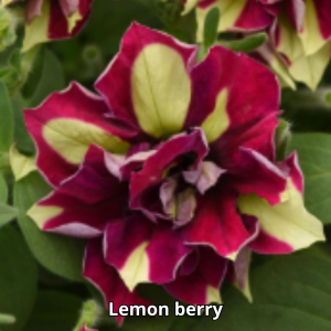 Petunia Vogue