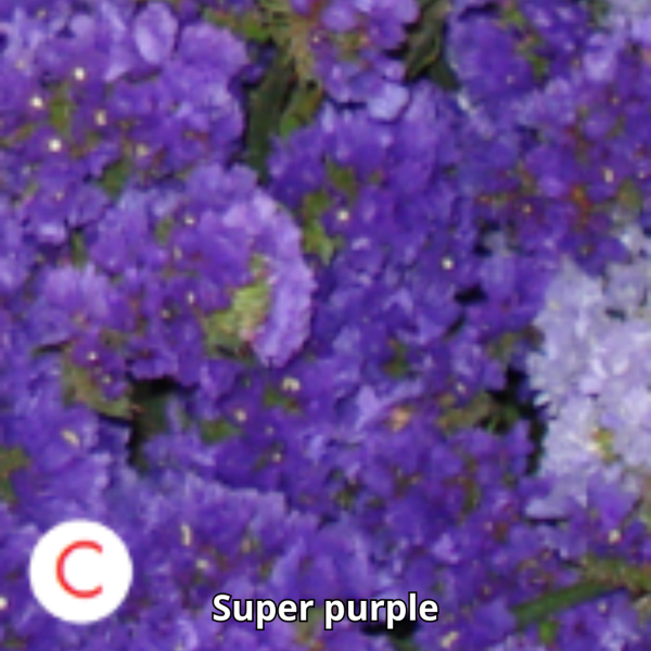 Limonium Tc - Imagen 3