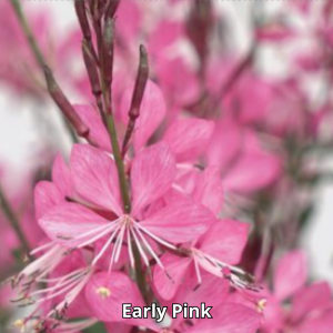 Gaura Belleza