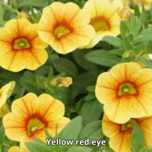 Calibrachoa MiniFamous Uno - Imagen 3