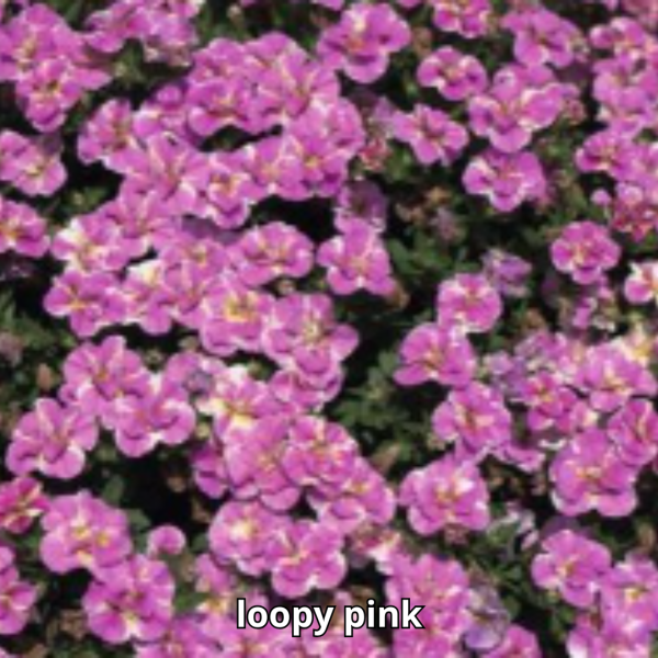Calibrachoa MiniFamous Neo Double - Imagen 3