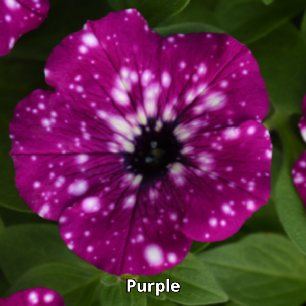 Petunia Sky - Imagen 4