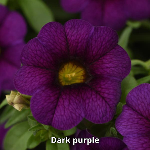 Calibrachoa MiniFamous Neo - Imagen 4