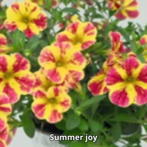 Calibrachoa Neo Simple