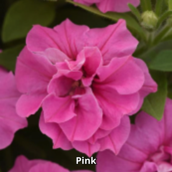 Petunia Vogue - Imagen 4