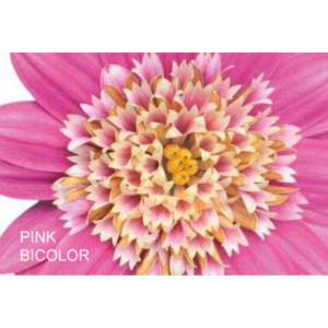 Osteospermum 3D