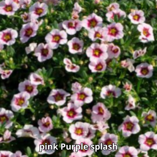 Calibrachoa MiniFamous Uno - Imagen 4