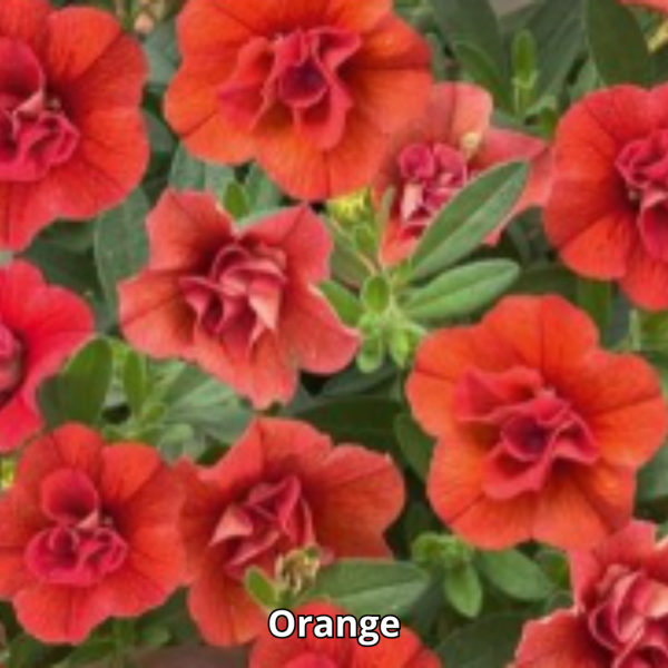 Calibrachoa MiniFamous Neo Double - Imagen 4