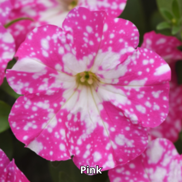 Petunia Sky - Imagen 5