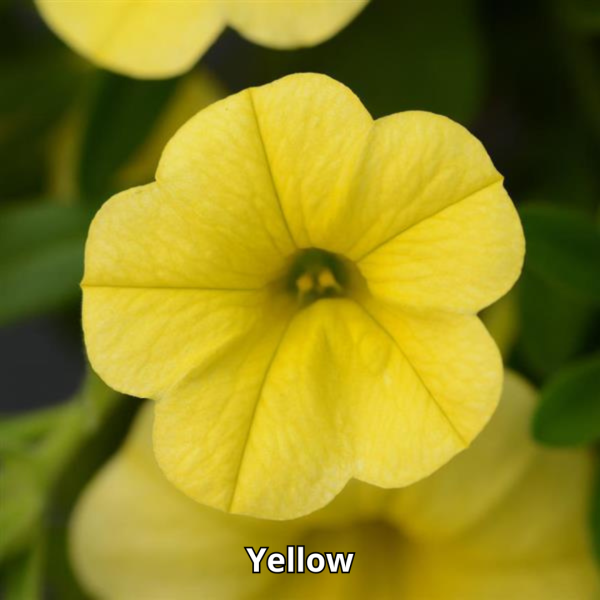 Calibrachoa MiniFamous Neo - Imagen 5
