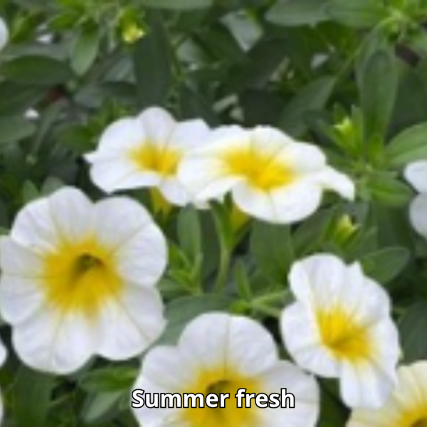 Calibrachoa Neo Simple - Imagen 3