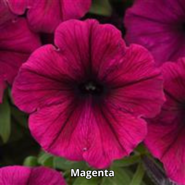 Petunia Sureshot - Imagen 5