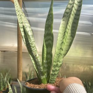 Sansevieria