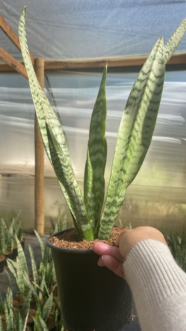 Sansevieria