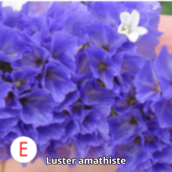 Limonium Tc - Imagen 5