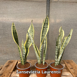 Sansevierias