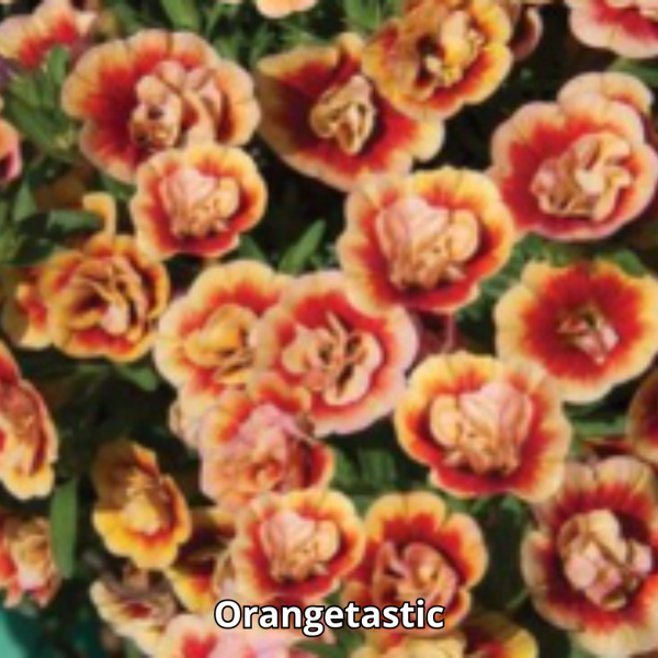Calibrachoa MiniFamous Neo Double - Imagen 5