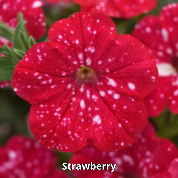 Petunia Sky - Imagen 6