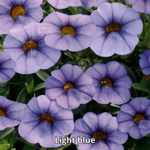 Calibrachoa MiniFamous Neo - Imagen 6