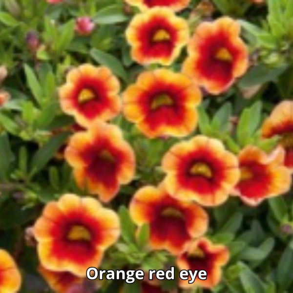 Calibrachoa Neo Simple - Imagen 4