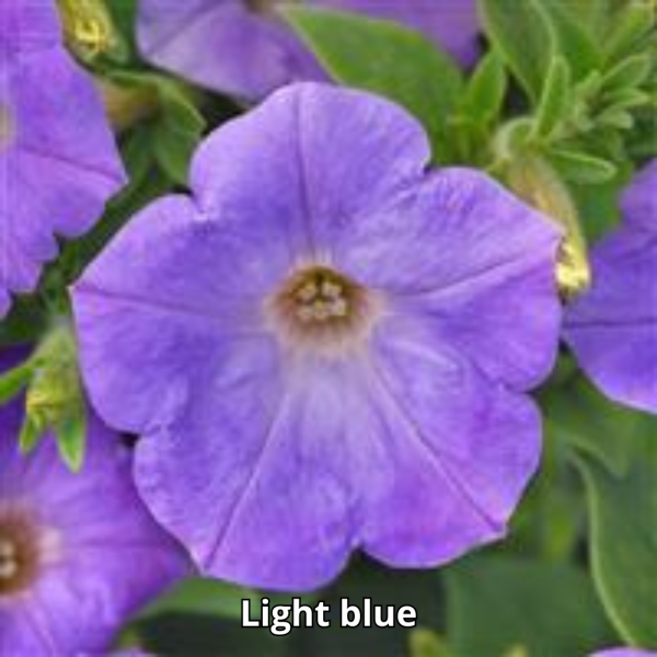 Petunia Sureshot - Imagen 6