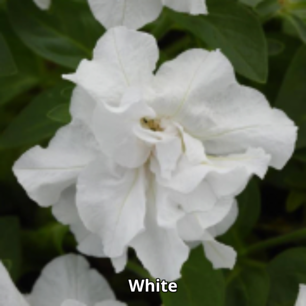 Petunia Vogue - Imagen 5
