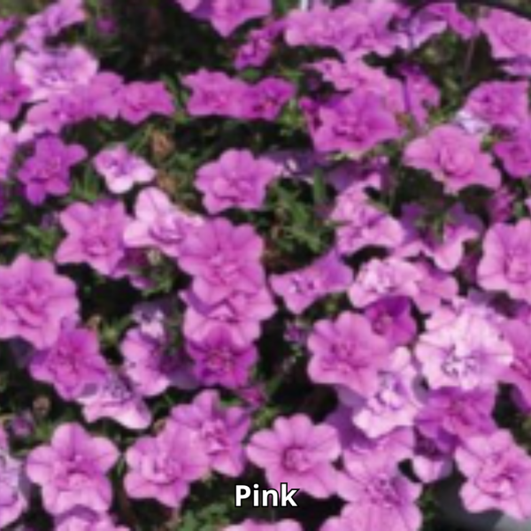 Calibrachoa MiniFamous Neo Double - Imagen 6