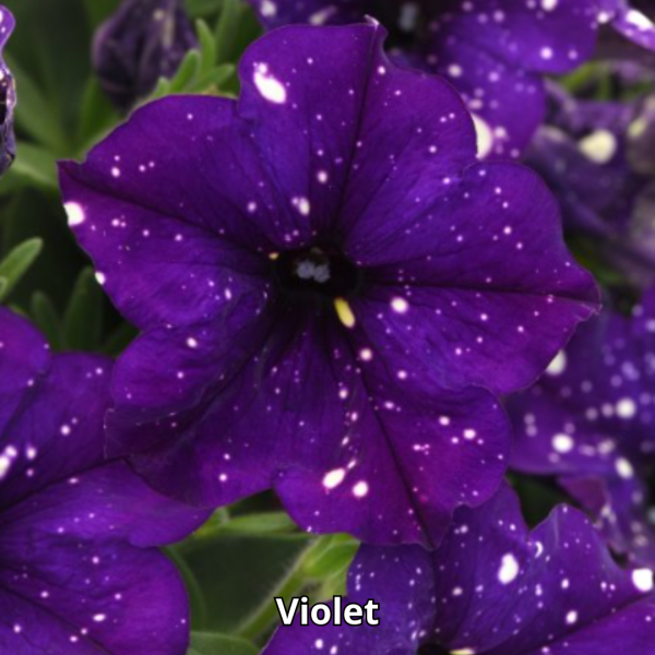 Petunia Sky - Imagen 7