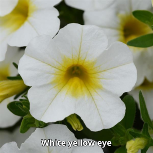 Calibrachoa MiniFamous Neo