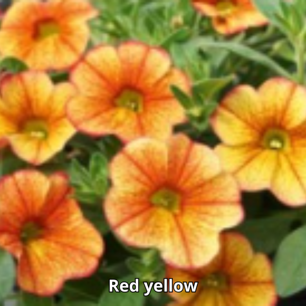 Calibrachoa Neo Simple - Imagen 5