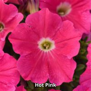 Petunia Sureshot
