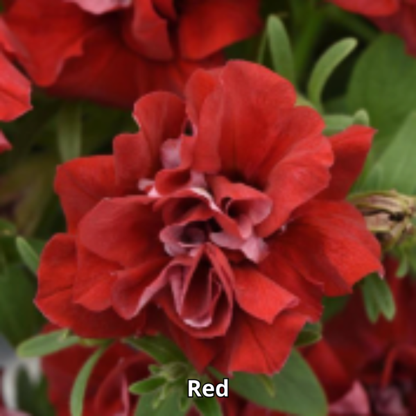 Petunia Vogue - Imagen 6