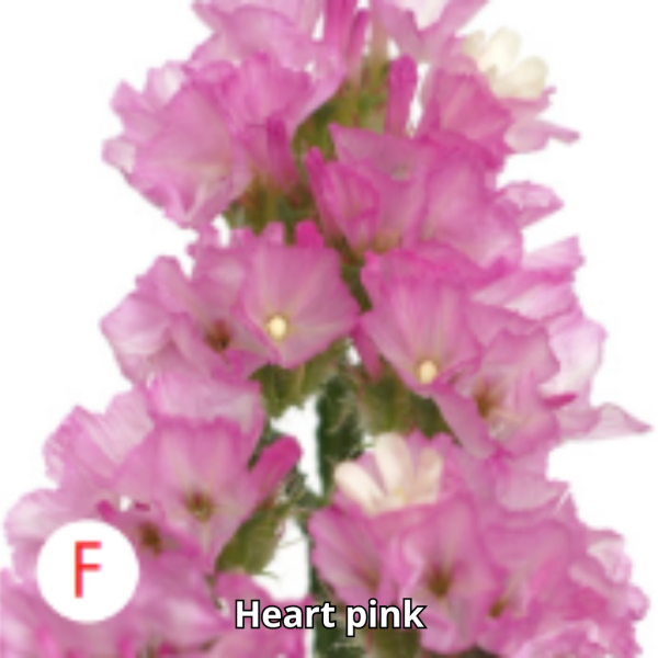 Limonium Tc - Imagen 6