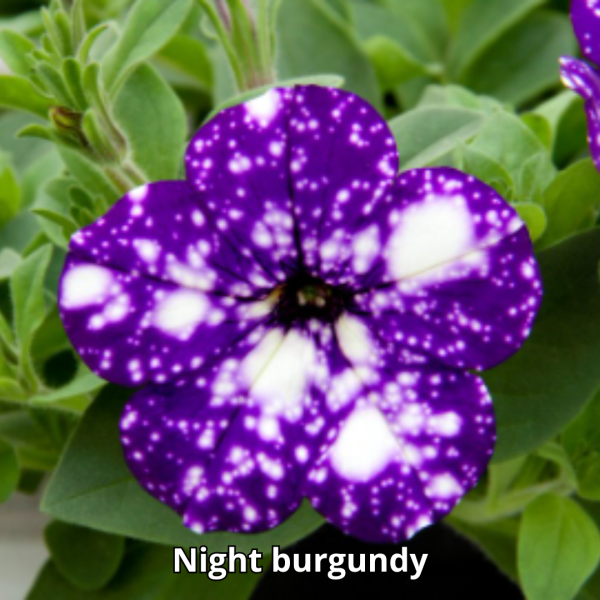 Petunia Sky - Imagen 2