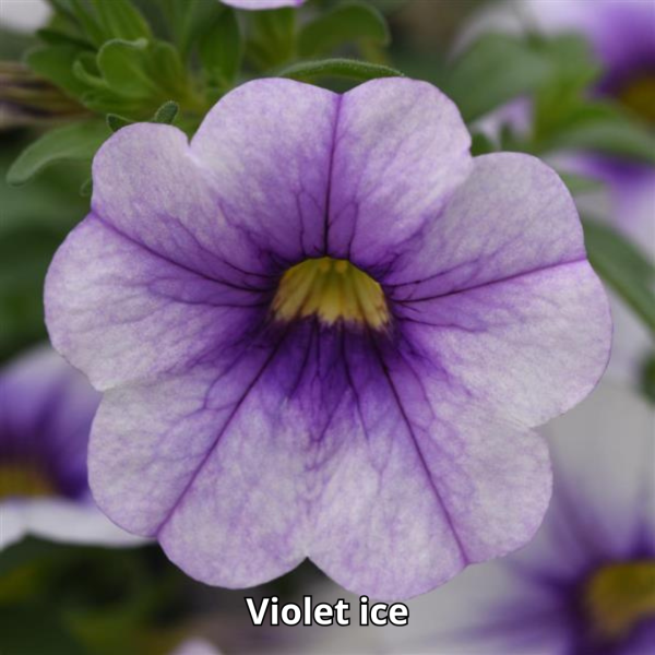 Calibrachoa MiniFamous Neo - Imagen 7