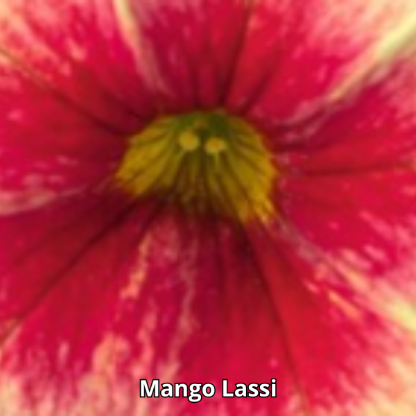Calibrachoa Neo Simple - Imagen 7