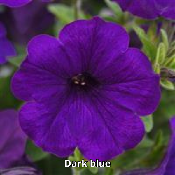 Petunia Sureshot - Imagen 7