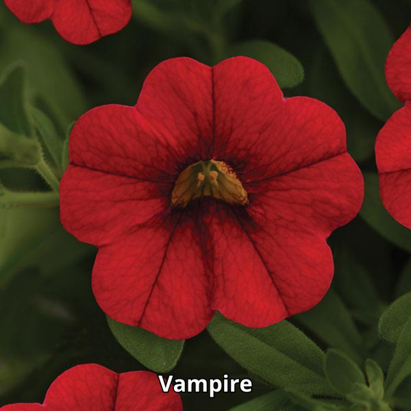 Calibrachoa MiniFamous Neo - Imagen 8