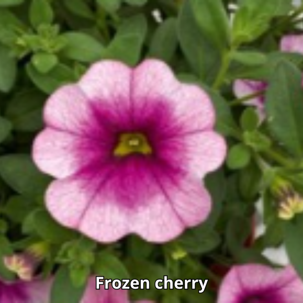 Calibrachoa Neo Simple - Imagen 8